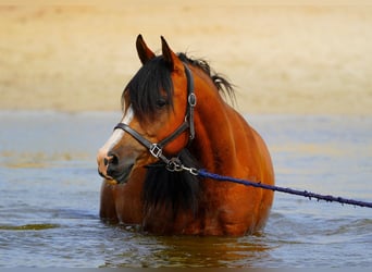 Arabian horses, Gelding, 9 years, 15.1 hh, Brown