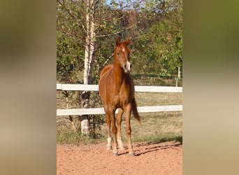 Arabian horses, Gelding, 9 years, 15.1 hh, Chestnut-Red