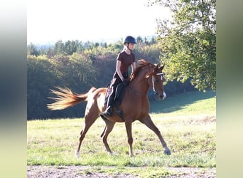 Arabian horses, Gelding, 9 years, 15.1 hh, Chestnut-Red