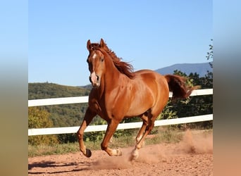 Arabian horses, Gelding, 9 years, 15.1 hh, Chestnut-Red