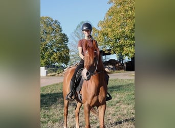 Arabian horses, Gelding, 9 years, 15.1 hh, Chestnut-Red