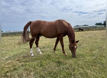 Arabian horses, Gelding, 9 years, 15.1 hh, Chestnut-Red