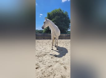 Arabian horses, Gelding, 9 years, 15.1 hh, Grey-Fleabitten