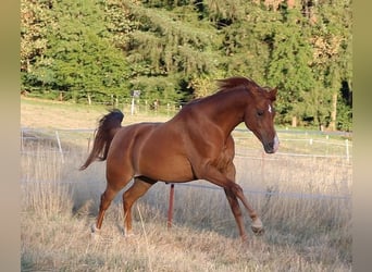 Arabian horses, Gelding, 9 years, 15.2 hh, Chestnut-Red