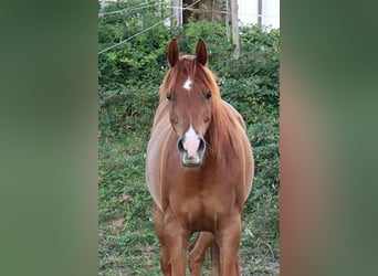 Arabian horses, Gelding, 9 years, 15.2 hh, Chestnut-Red
