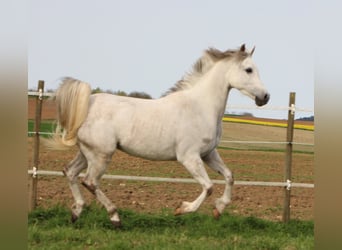 Arabian horses, Gelding, 9 years, 15 hh, Gray