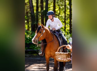 Arabian horses, Gelding, 9 years, 15,1 hh, Brown