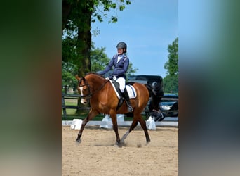 Arabian horses, Gelding, 9 years, 15,1 hh, Brown