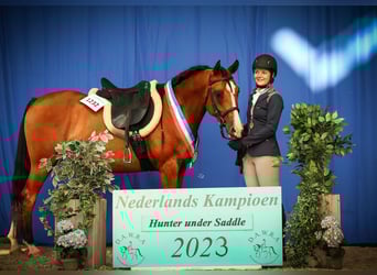 Arabian horses, Gelding, 9 years, 15,1 hh, Brown