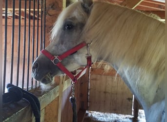 Arabian horses, Gelding, 9 years, 15,2 hh, Grey