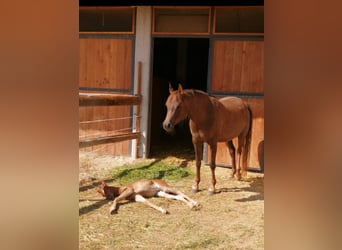 Arabian horses, Mare, 10 years, 14.1 hh, Chestnut