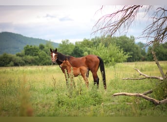 Arabian horses, Mare, 10 years, 14,2 hh, Bay