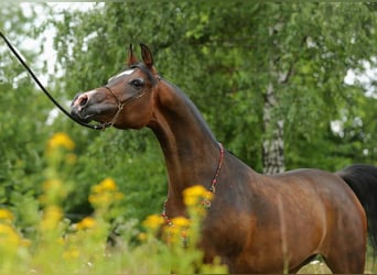 Arabian horses, Mare, 10 years, 14.2 hh, Bay-Dark