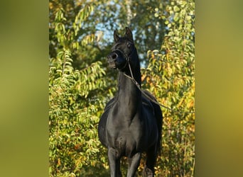 Arabian horses, Mare, 10 years, 14.2 hh, Bay-Dark