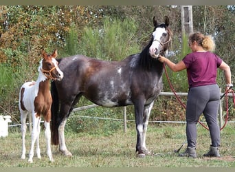 Vollblutaraber, Stute, 10 Jahre, 14,2 hh, Rappe