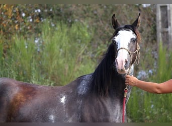 Vollblutaraber, Stute, 10 Jahre, 14,2 hh, Rappe