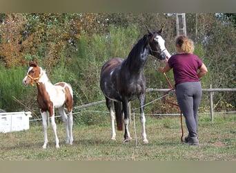 Vollblutaraber, Stute, 10 Jahre, 14,2 hh, Rappe