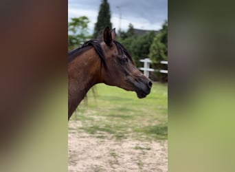 Arabian horses, Mare, 10 years, 14.3 hh, Brown