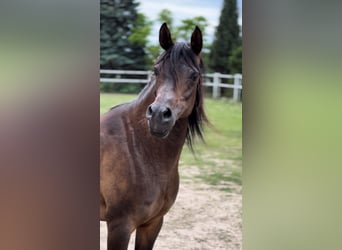 Arabian horses, Mare, 10 years, 14.3 hh, Brown