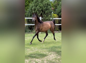 Arabian horses, Mare, 10 years, 14.3 hh, Brown