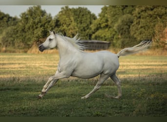 Arabian horses, Mare, 10 years, 14.3 hh, Grey-Fleabitten
