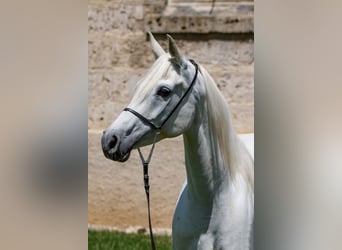 Arabian horses, Mare, 10 years, 14.3 hh, Grey