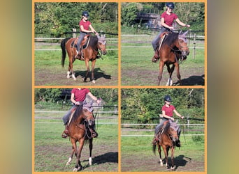 Arabian horses, Mare, 10 years, 14 hh, Brown