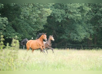 Arabian horses, Mare, 10 years, 15,1 hh