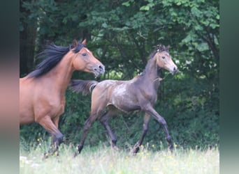 Arabian horses, Mare, 10 years, 15,1 hh