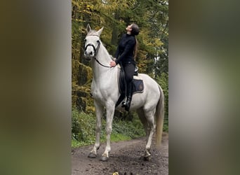 Arabian horses, Mare, 10 years, 15,1 hh, Gray-Fleabitten