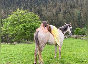 Arabian horses, Mare, 10 years, 15,1 hh, Gray-Fleabitten