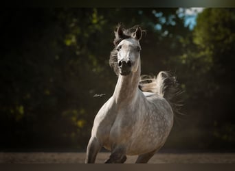 Arabian horses, Mare, 10 years, 15.1 hh, Grey