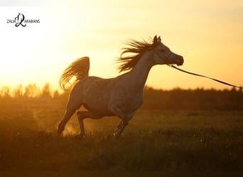 Arabian horses, Mare, 10 years, 15.1 hh, Grey