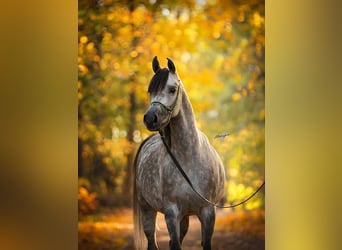Arabian horses, Mare, 10 years, 15.1 hh, Grey