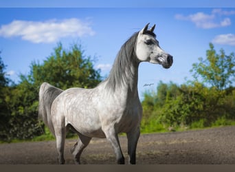 Arabian horses, Mare, 10 years, 15.1 hh, Grey