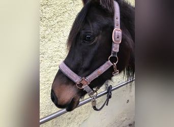 Arabian horses, Mare, 10 years, 15 hh, Brown