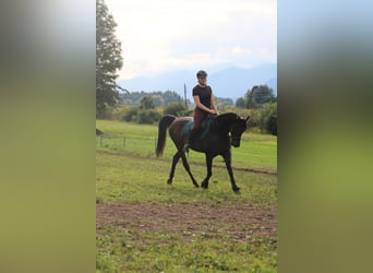Arabian horses, Mare, 10 years, 15 hh, Brown