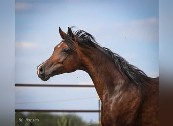 Arabian horses, Mare, 10 years, 15 hh, Smoky-Black