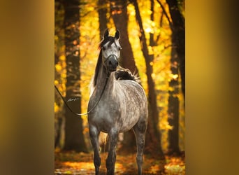 Arabian horses, Mare, 10 years, 15,1 hh, Grey