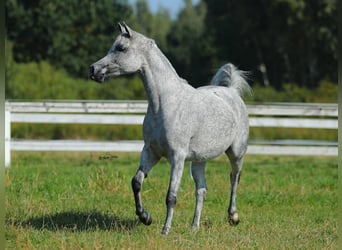 Arabian horses, Mare, 10 years, Gray