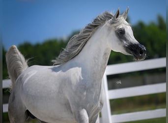 Arabian horses, Mare, 10 years