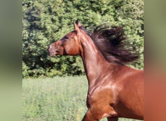 Arabian horses, Mare, 11 years, 14.1 hh, Bay