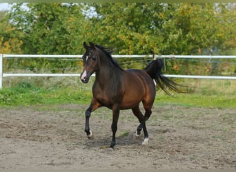 Arabian horses, Mare, 11 years, 14,2 hh, Bay-Dark