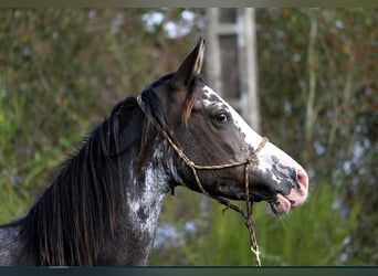 Arabian horses, Mare, 11 years, 14,2 hh, Black