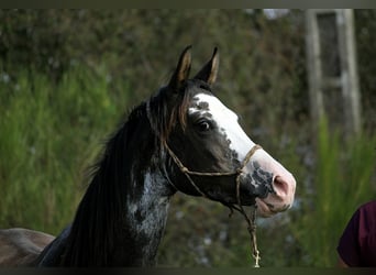 Arabian horses, Mare, 11 years, 14,2 hh, Black