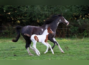 Arabian horses, Mare, 11 years, 14,2 hh, Black