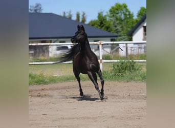 Arabian horses, Mare, 11 years, 14.2 hh, Black