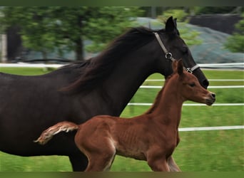 Arabian horses, Mare, 11 years, 14.3 hh, Black