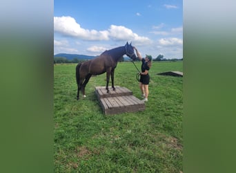 Arabian horses, Mare, 11 years, 14,3 hh, Black