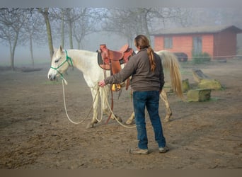 Arabian horses, Mare, 11 years, 14.3 hh, Gray